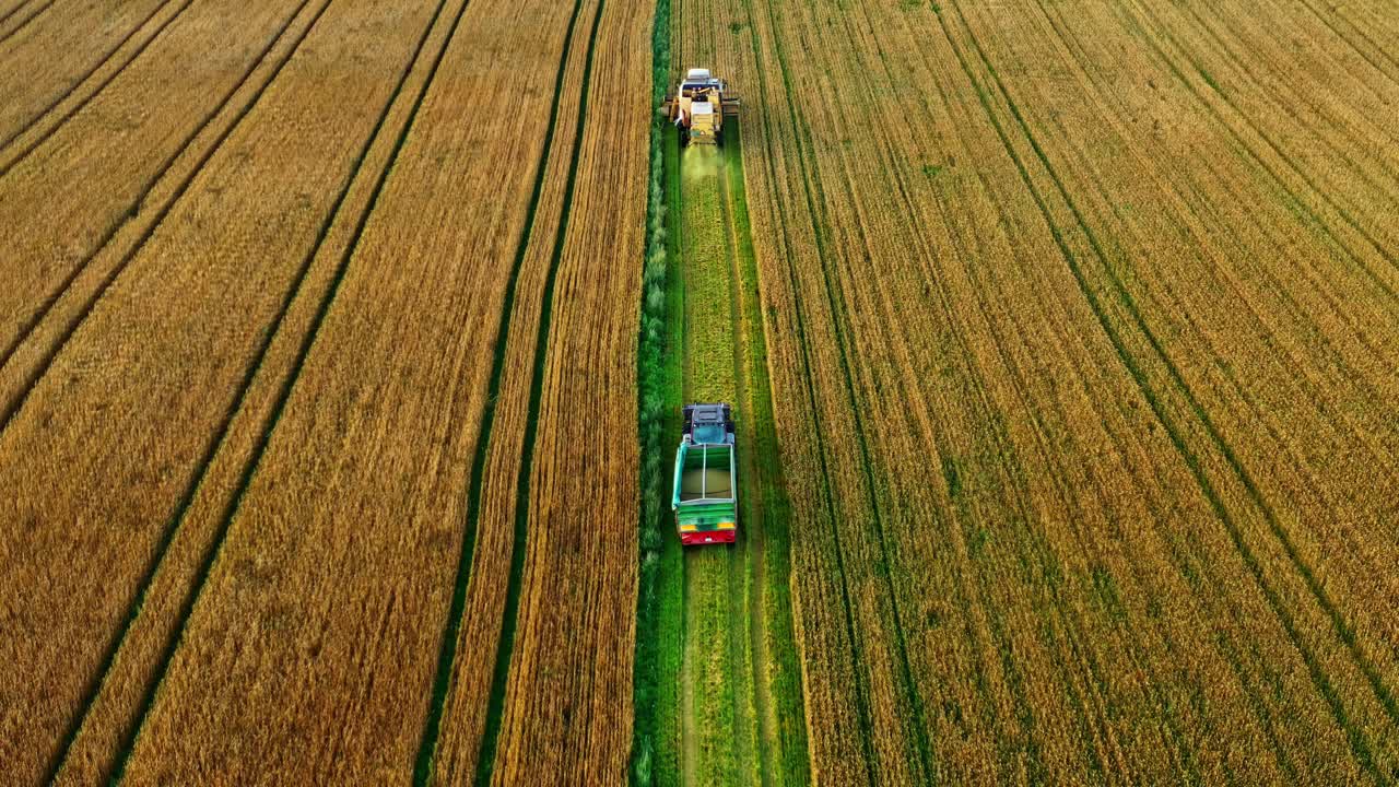 Aerial view of combine harvester and trailer working through golden wheat fields