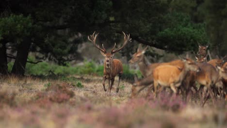 Red-deer-stag-with-big-antlers-corralling-harem-of-hinds,-rutting-season,-Veluwe