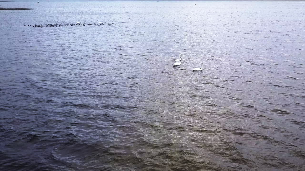 프랑스 남부 비스카로스 호수 에 있는 백조 집단 의 고각 공중 사진