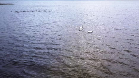 fotografía aérea de un grupo de cisnes en el lago biscarrosse, sur de francia