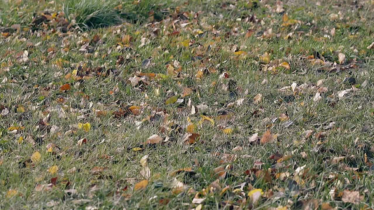 가 ⁇ 운 바람이 공원에서 건조한 잎을 가진 푸른 풀을 흔들고 움직입니다.