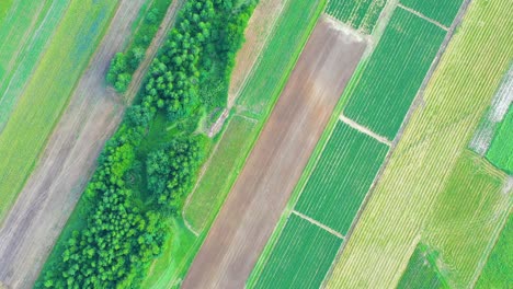 aerial, flight above rural countryside landscape with growing corn field morning sunrise