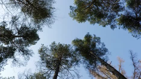 looking up and walking through the understory of a forest canopy, the camera faces towards the sky so that the underside of the tree canopies are set against a blue background