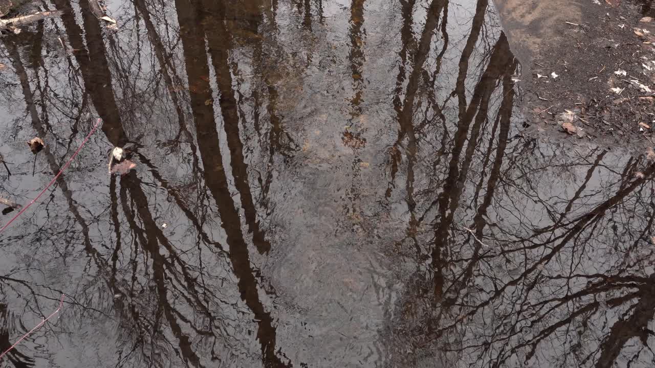 We see a stream flowing freely with the reflection of several trees on the surface of the water. This is truly a relaxing scene.