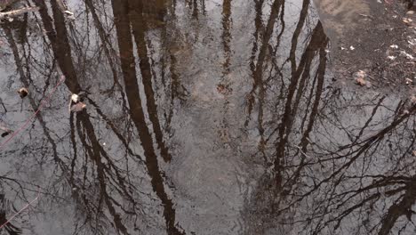 we see a stream flowing freely with the reflection of several trees on the surface of the water. this is truly a relaxing scene.