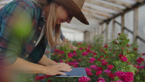 dos personas un hombre y una mujer con una tableta inspeccionan las flores en un invernadero en una plantación de rosas. cerca de las manos del florista.