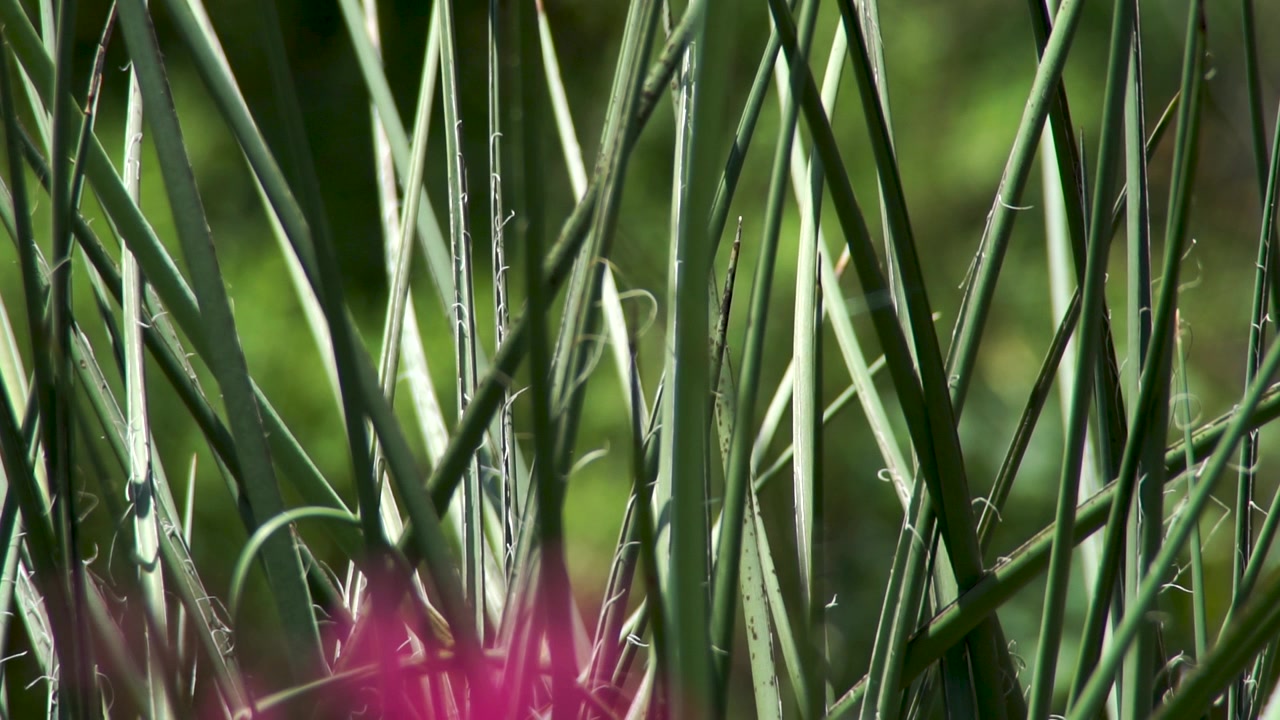 Pianta alta e spinosa alla luce del sole. Estate. In tempo reale