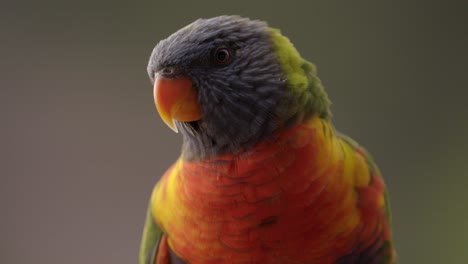 Colorful-Rainbow-Lorikeet-Parrot-relaxing-in-beautiful-sunlight-during-sunset,-front-shot