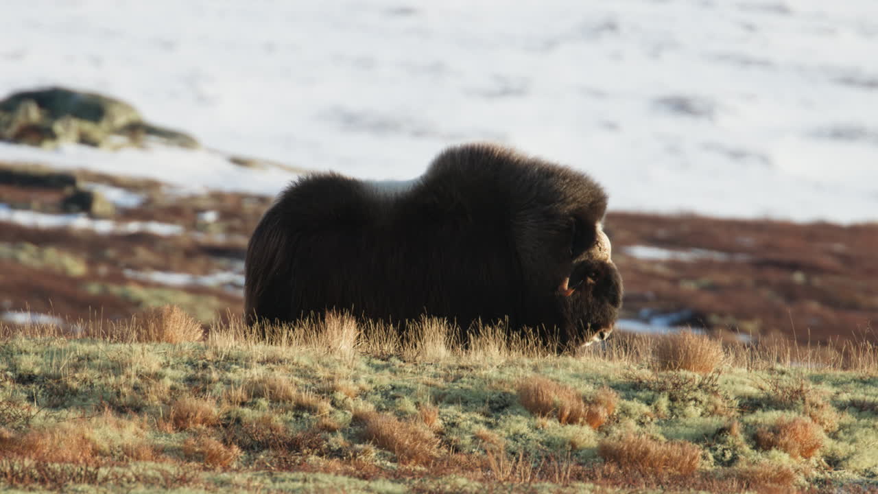 Wide shot, side view, musk oxen bull relax in sunlight on snowy Dovrefjell