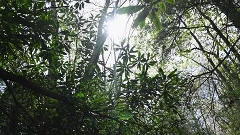 walking under thick rhododendrone foliage