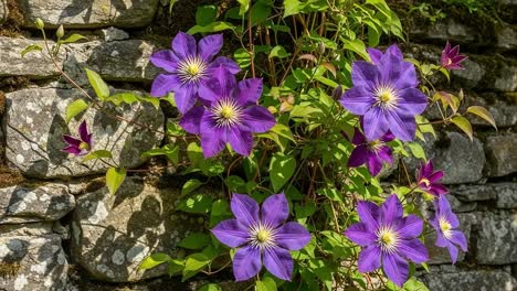 vibrant purple clematis blossoms flourishing against a rustic stone wall, creating a stunning natural display of color and beauty