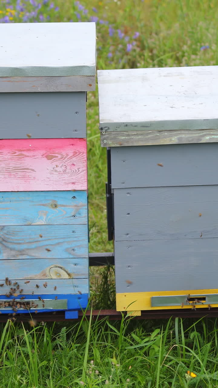 Four hives of different high stand at apiary on green grass. Colorful hives in a meadow at sunny summer day. Vertical video