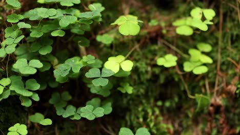 a detailed view of vibrant clover leaves and lush moss in a serene forest setting.
