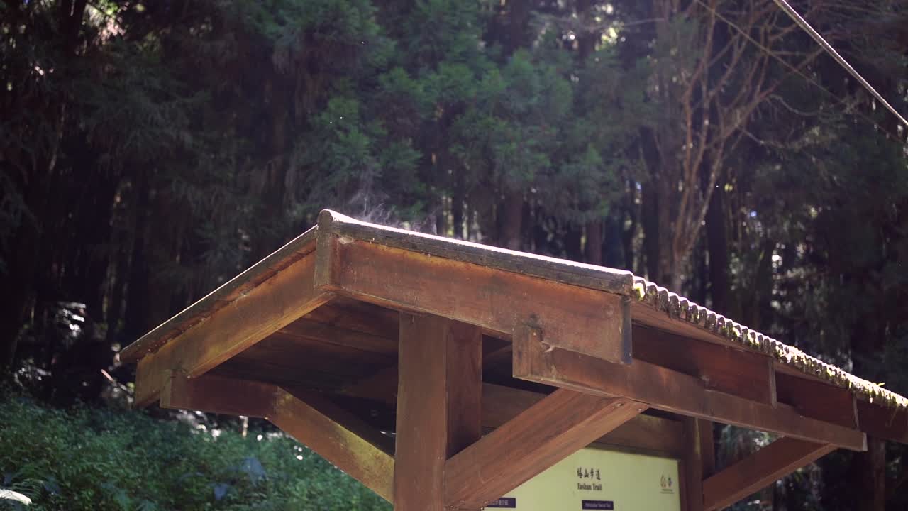 푸른 숲 속 의 나무 들 이 있는 숲