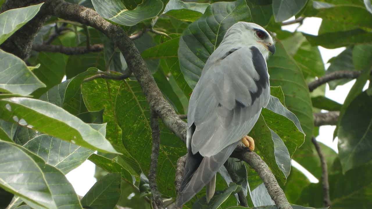 cometa de hombro negro en el árbol.