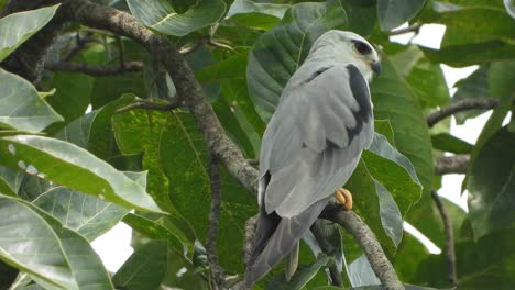 Schwarzer-Schulterdrachen-Im-Baum.