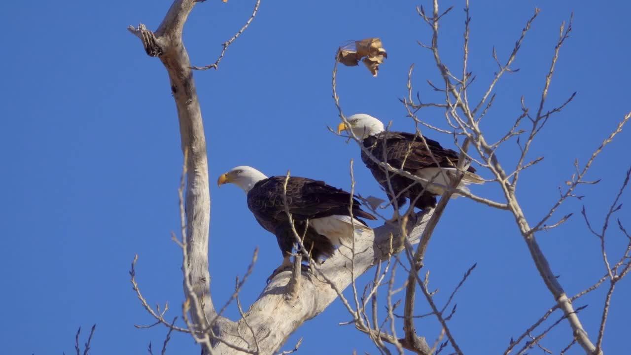 las águilas calvas americanas descansan en una rama de árbol en cámara lenta