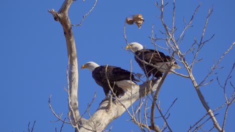 American-bald-eagles-rest-on-a-tree-branch-in-slow-motion-