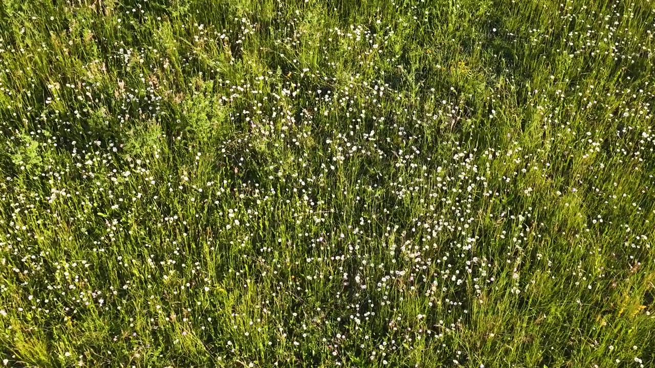 Ripresa aerea con drone cattura erba verde lussureggiante e fiori selvatici bianchi in un campo soleggiato