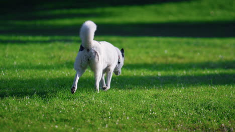 Perro-Blanco-Corriendo-En-El-Parque-Soleado-De-Césped.-Animal-Sano-Olfateando-Hierba-Fresca-Al-Aire-Libre.