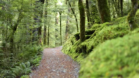 Steadicam shot moves forward along a winding, moss-covered forest trail in lush, green woodland under soft natural daylight in Kinloch, New Zealand