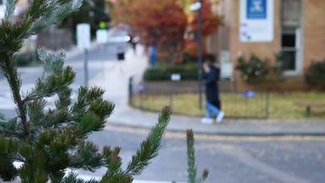 individual walking past a pine tree