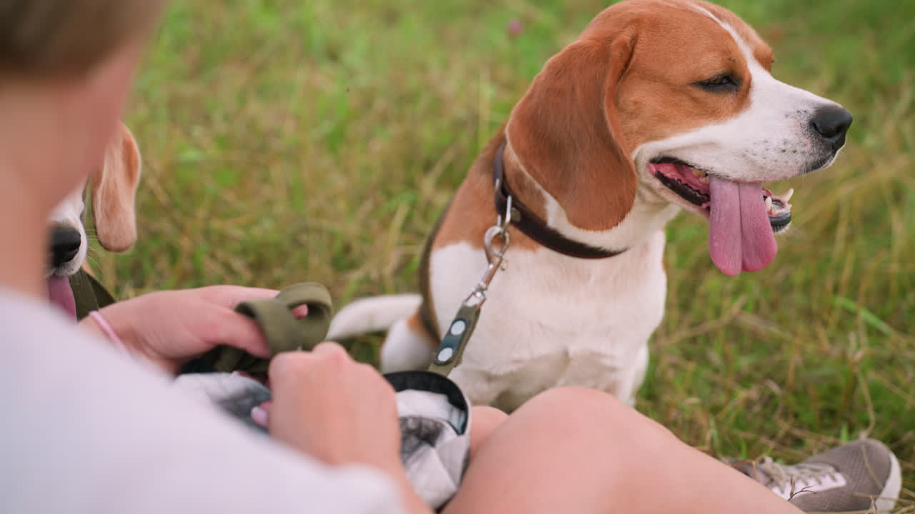 개들이 혀를 꺼내서 열렬하게 지켜보는 동안 개 먹이를 얻기 위해 가방에 손을 는 사람, 풀에 앉아있는 사람, 개들이 줄을 착용하고 흥분하는 것처럼 보이며, 장면은 야외에서 이 나는 날에 설정됩니다.