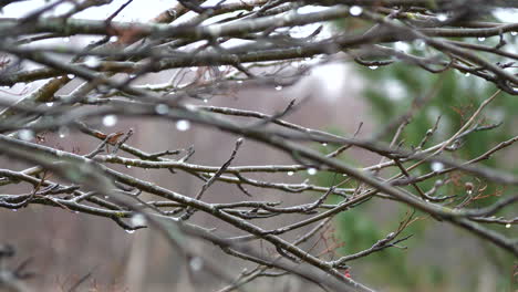 rain drops on naked autumn twigs blowing in the wind, shallow depth of field