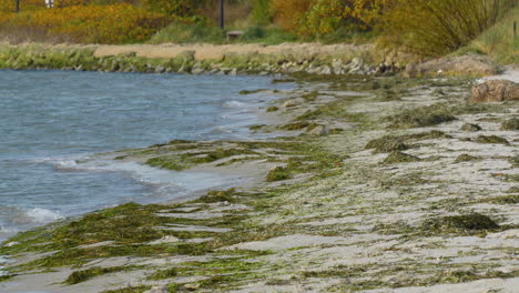 Seaweed-covered-rocks-at-the-edge-of-a-calm-sea-with-autumn-foliage-in-the-background