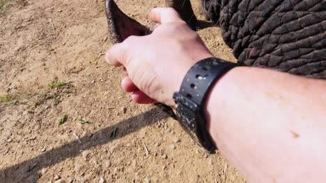 A-man's-hand-tickling-the-tip-of-the-elephant's-trunk-in-Khao-Sok-National-Park-in-Surat-Thani,-Thailand---closeup-shot