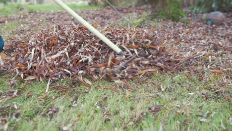 raking up fallen leaves in garden