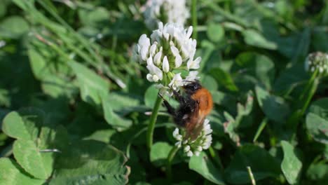 abeja solitaria silvestre chupando el néctar para la miel