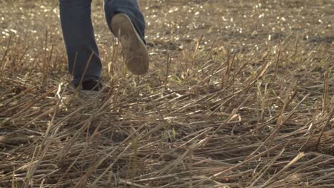 walking across farm land field of oats after harvest