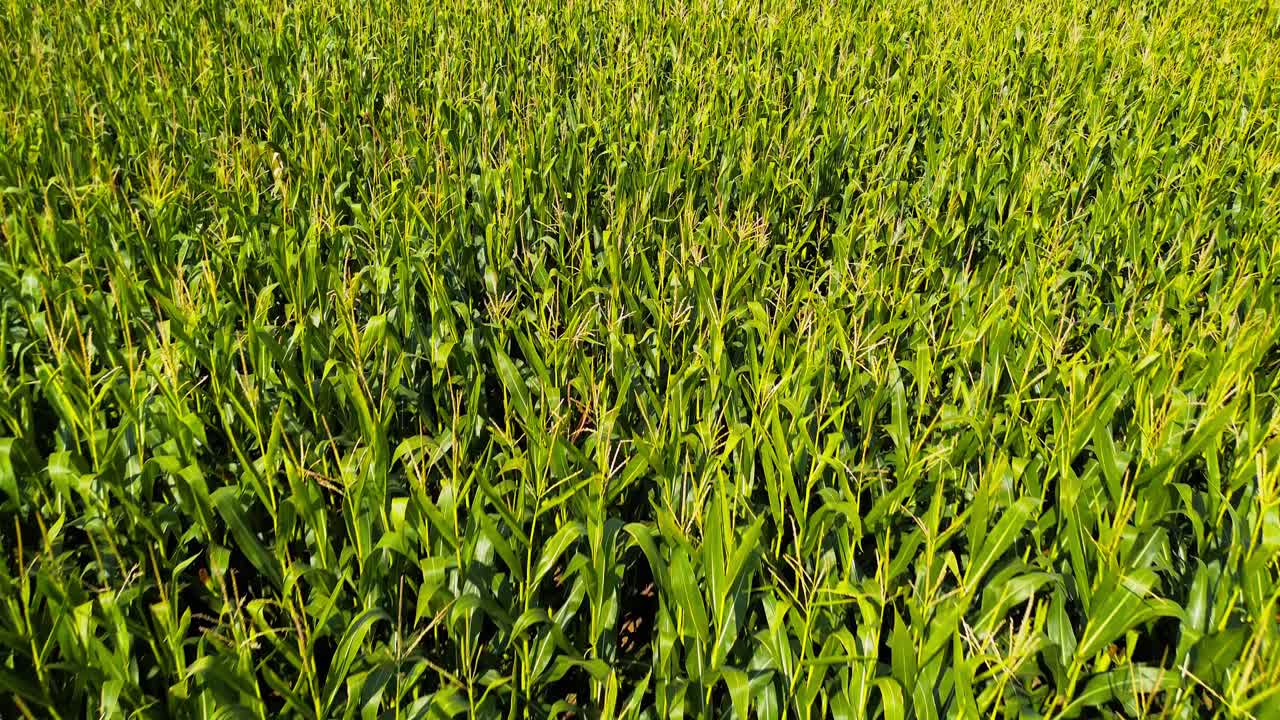 Close-Up View of Vibrant Green Corn Plants Growing in a Summer Agricultural Field