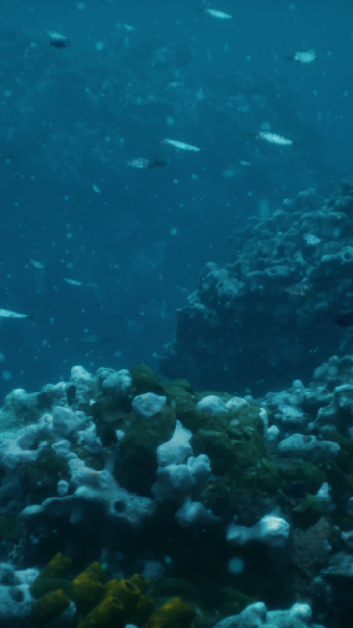 impresionante vista submarina de un arrecife de coral con peces tropicales