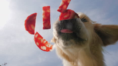 un golden retriever comiendo salchichas