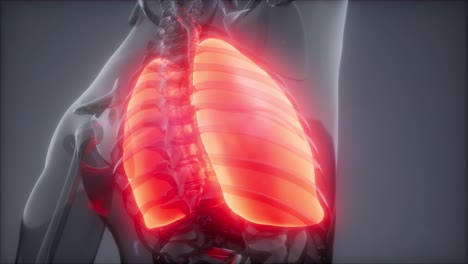 examen radiológico de los pulmones humanos