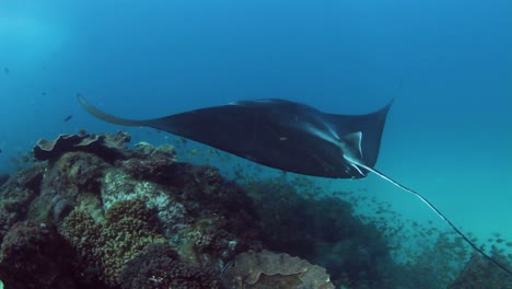 una majestuosa manta raya nada a lo largo de un arrecife tropical