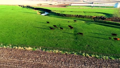 Drone-footage-of-free-range-cattle-running-through-open-green-pasture-in-Iowa