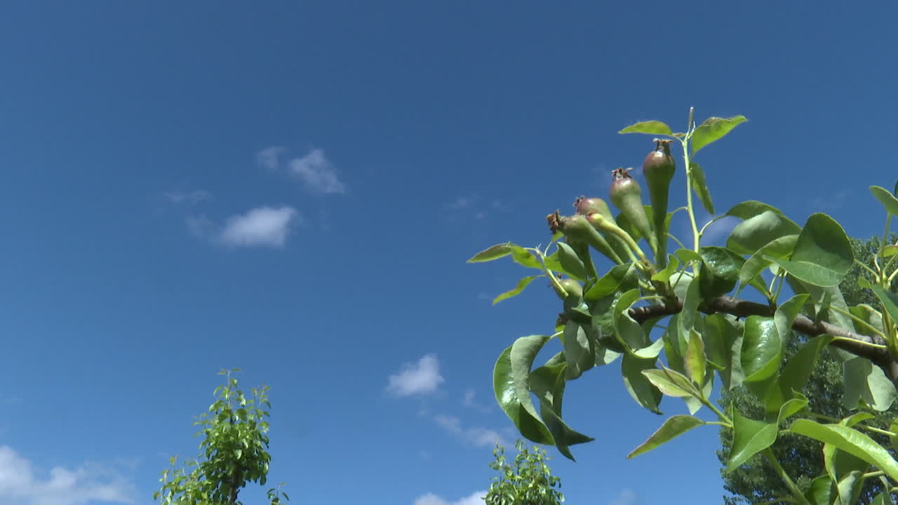 Pear Tree Branches with Buds