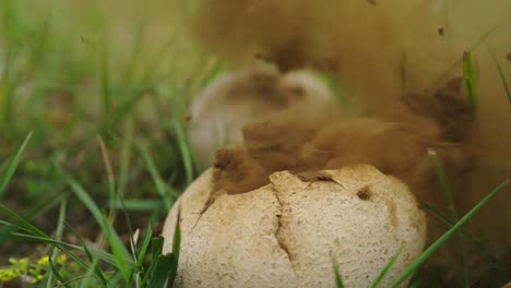 El-Dedo-Golpea-La-Cáscara-De-Huevo-De-Un-Animal-Agrietado-En-La-Hierba-Que-Revienta-La-Suciedad-En-El-Interior