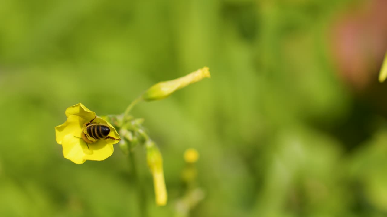 Honey bee collects pollen from yellow Oxalis flower, macro close-up, natural daylight, shallow focus