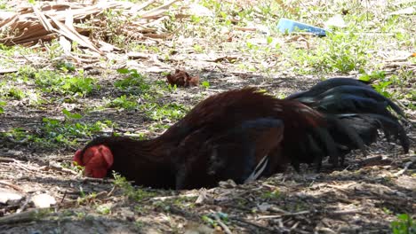 Männliches-Huhn,-Das-Ein-Nickerchen-Macht