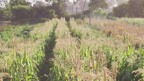 Video-of-eco-farm-with-corns-and-vegetables-on-sunny-day