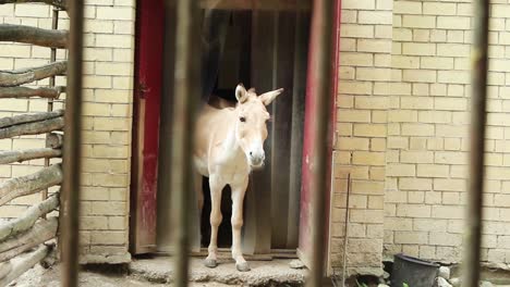 turkmenian kulan in the cage