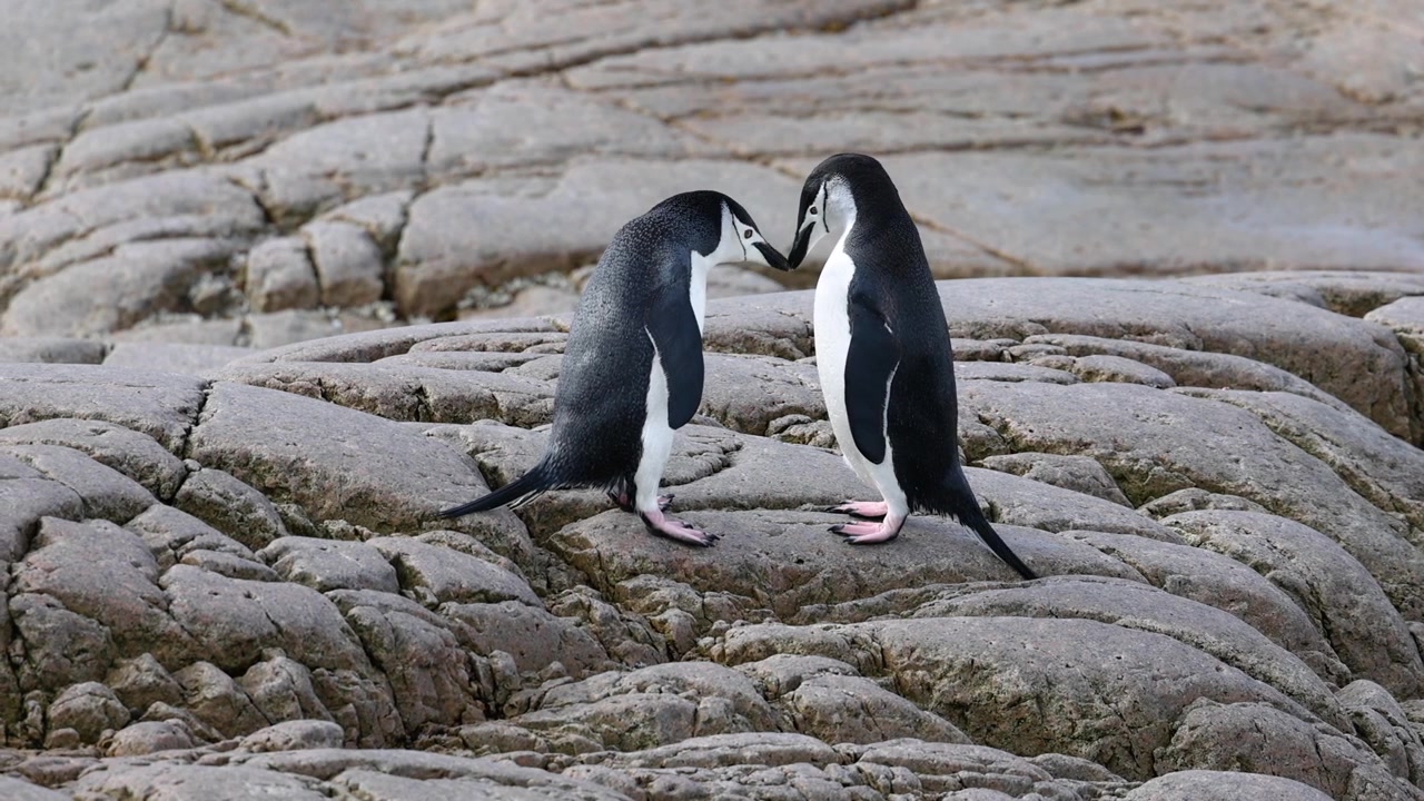 Two chinstrap penguins stand face to face on pale Antarctic rock, capturing a quiet social moment on a rugged polar shoreline.