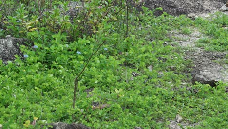 una curiosa serpiente de árbol deslizándose por la hierba en busca de comida