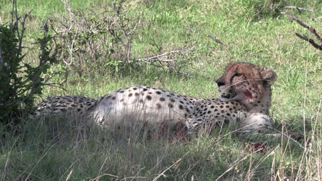 Gepard-Mit-Vollem-Magen,-Liegend-Und-Schwer-Keuchend