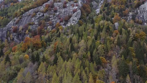 wood on the alps by drone val di mello