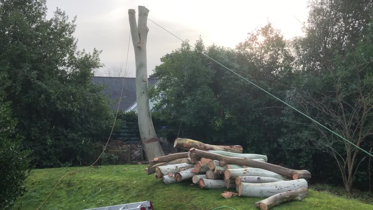 Tree surgeons cut down a tree in Aldborough, Norfolk, UK. 12.02.22